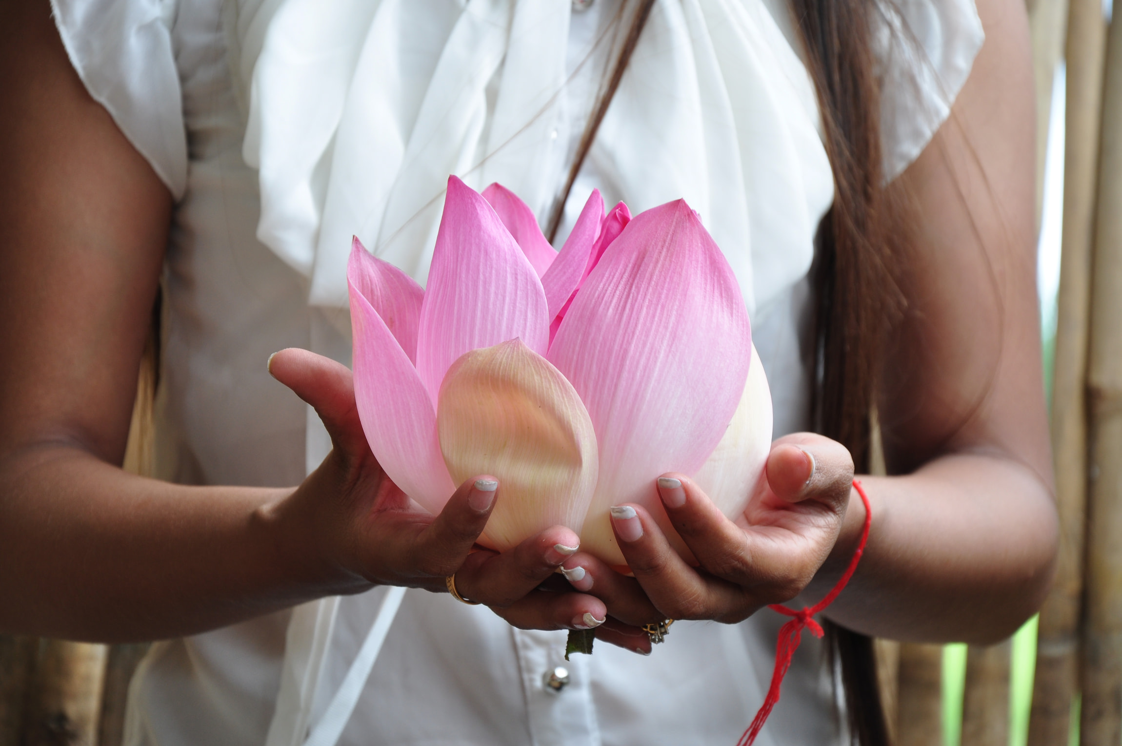 Lotus flower in hand
