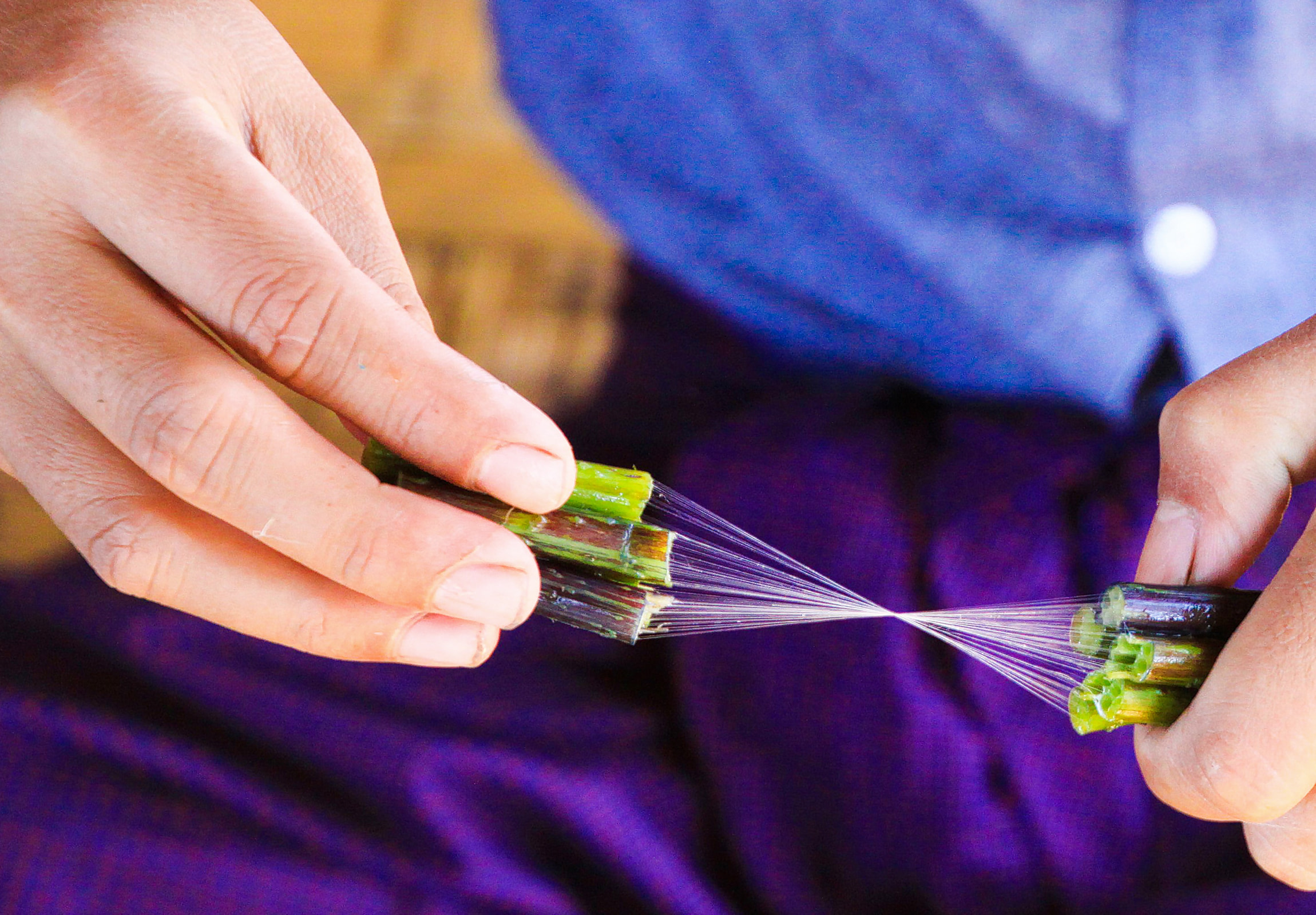 Lotus fiber extraction