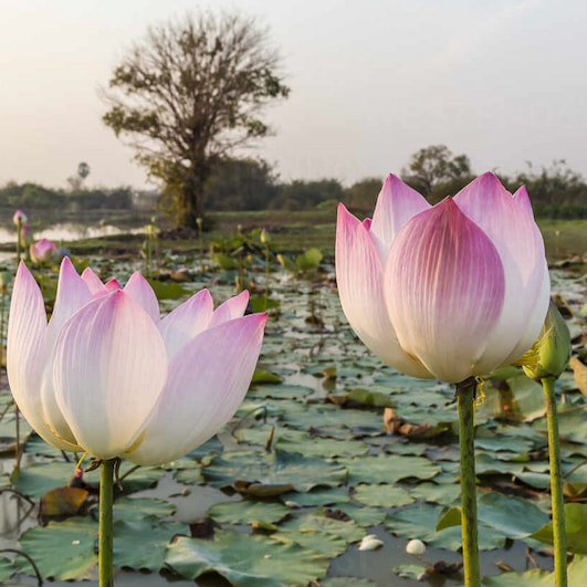 Lotus flowers